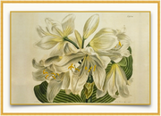 A fine art print from an antique botanical hand-colored engraving. An image of the coastal lily flower with white, yellow, and green coloring.  Pairs with of our Coastal Lily Collection. Available print only or framed.