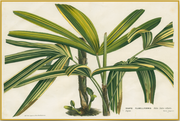 A fine art print from an antique botanical hand-colored engraving.  The palm is native to Japan, and the drawing is from the Gardens of Europe Collections. Available print only or framed.